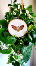Load image into Gallery viewer, Death's-Head Hawkmoth
